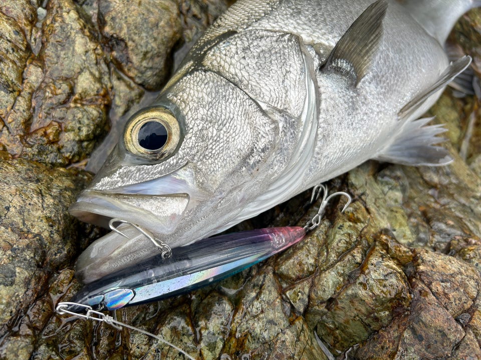 ダイワ シーバスロッド モアザン ワイズメン 110M/MHB(ベイト 2ピース