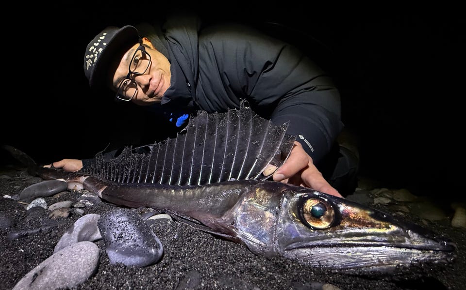 冨士灯器 ヘッドライト ゼクサス ZX-199: ライト・エアポンプ｜釣具の