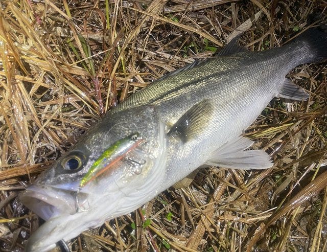 ダイワ シーバスロッド モアザン ブランジーノ EX AGS 94LML