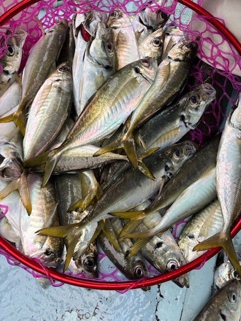 ダイワ ライトゲームロッド 極鋭 LG EX 73MH-185(2ピース)【船竿店舗