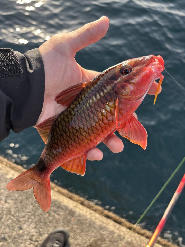 ダイワ 磯竿 大島 フレイムホーク 1.5号-50【即日発送】(大島 Flame