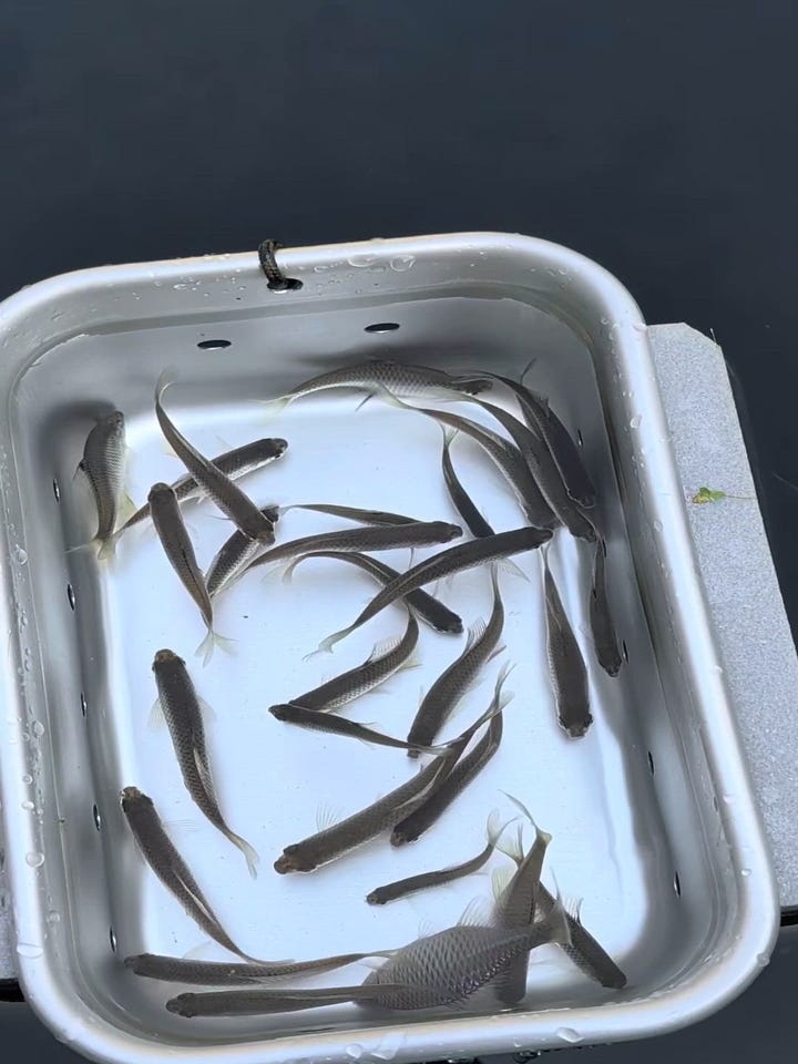 マルキュー タナゴグルテン: 釣り餌｜釣具の通販ならキャスティング