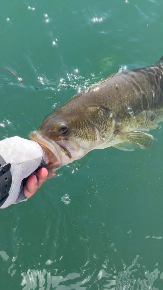 ディスタイル バスロッド ディハイロ (DEHIGHRO) DHRC-68M FX【大型