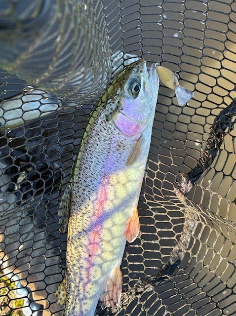 ダイワ スピニングリール 22イグジスト LT2000S-P 2022年モデル【即日