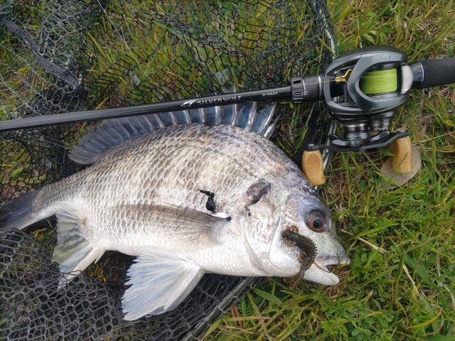 ダイワ(DAIWA) チニングロッド 76MLBーS SILVERWOLF(シルバーウルフ