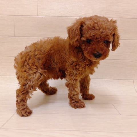 トイ・プードル