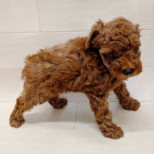 トイ・プードル