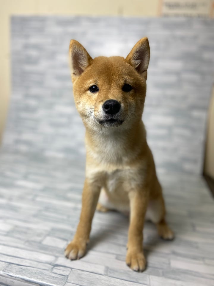 豆柴|ペットショップ ホームセンターコーナンPetPlaza
