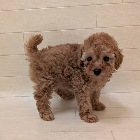 トイ・プードル