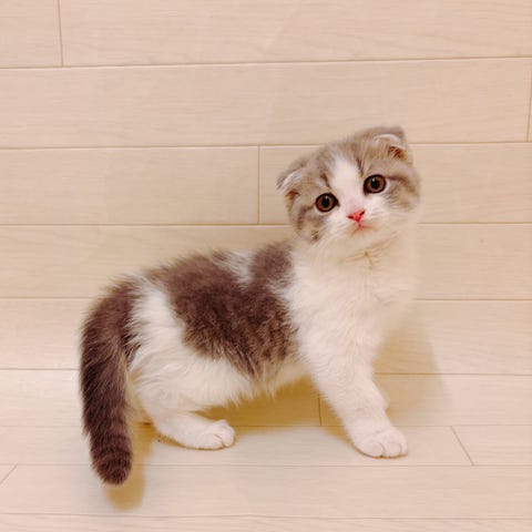 スコティッシュ・フォールド