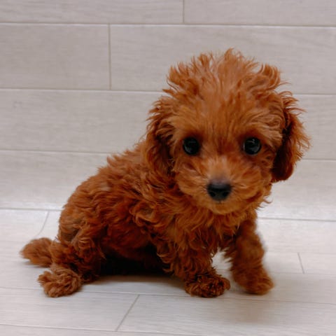 トイ・プードル