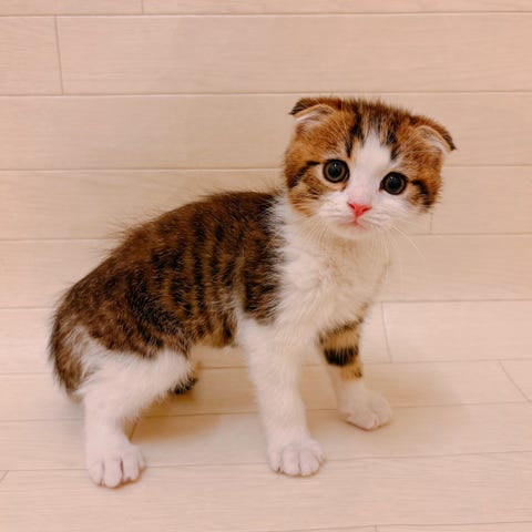 スコティッシュ・フォールド