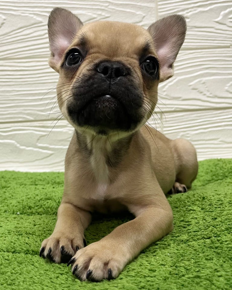 フレンチ・ブルドッグ