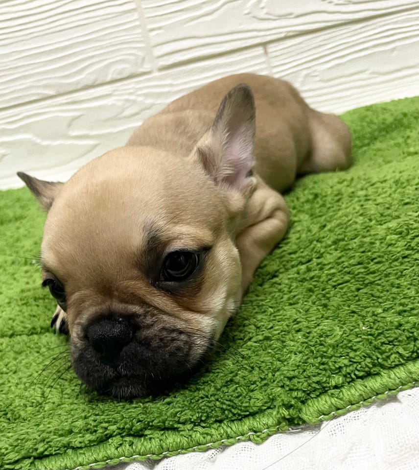 フレンチ・ブルドッグ