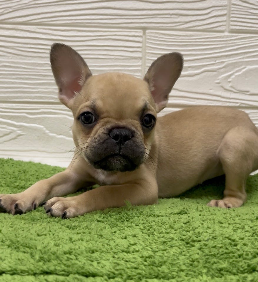 フレンチ・ブルドッグ