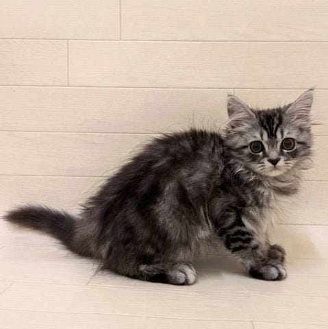 スコティッシュ・フォールド