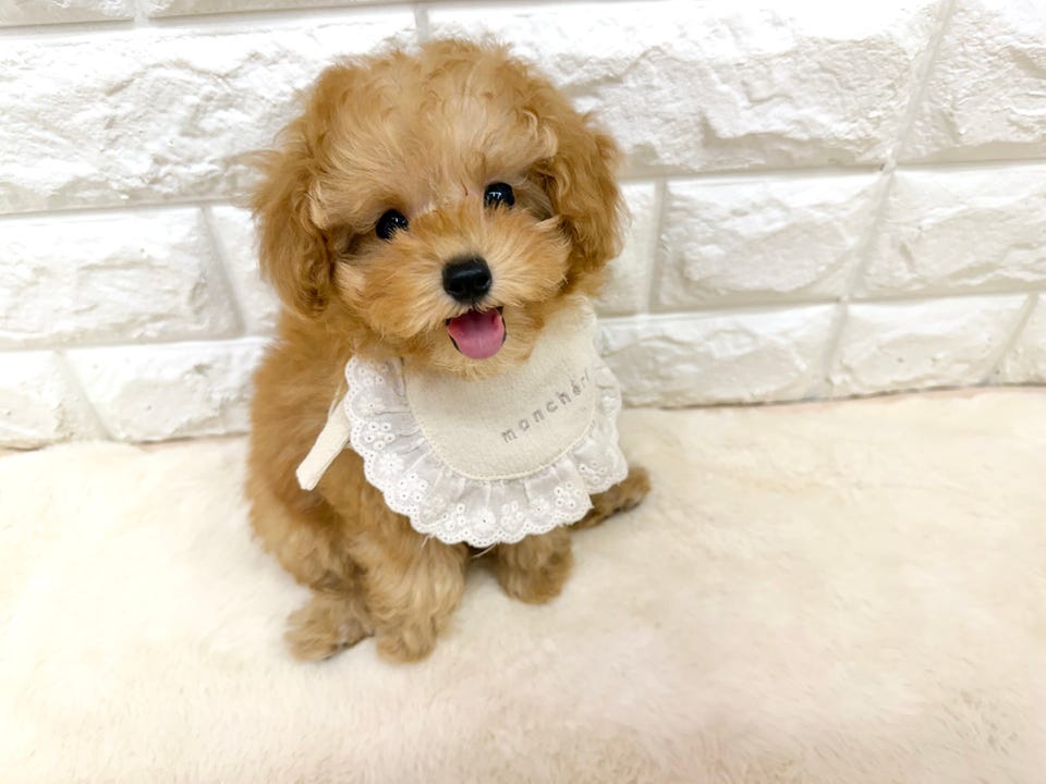 トイ・プードル