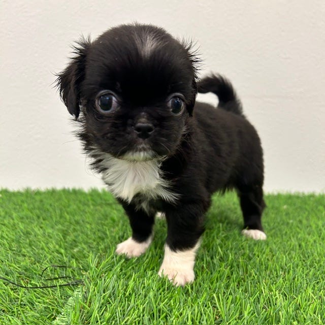 Mix犬|ペットショップ ホームセンターコーナンPetPlaza
