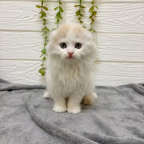 スコティッシュ・フォールド