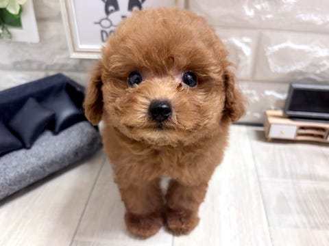 トイ・プードル