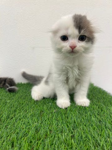 スコティッシュ・フォールド