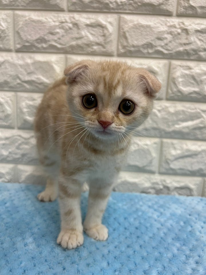 スコティッシュ・フォールド