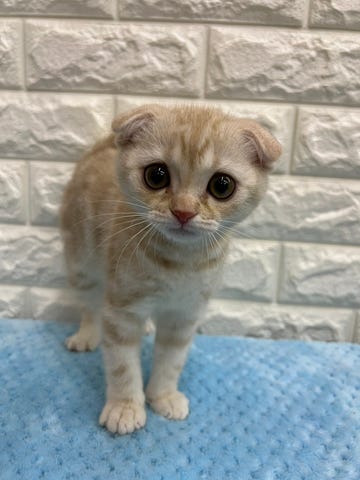 スコティッシュ・フォールド