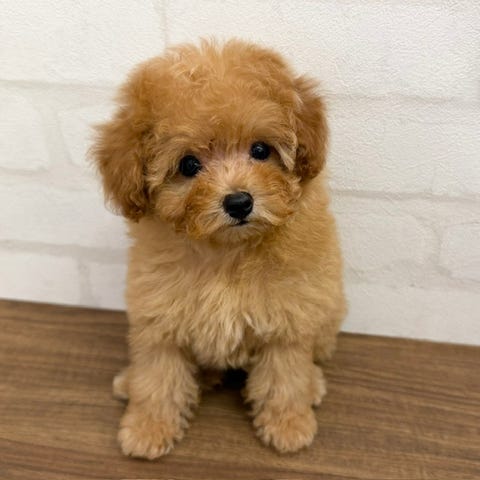 トイ・プードル