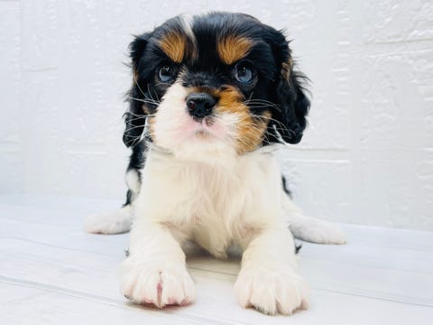 キャバリア・キング・チャールズ・スパニエル|ペットショップ