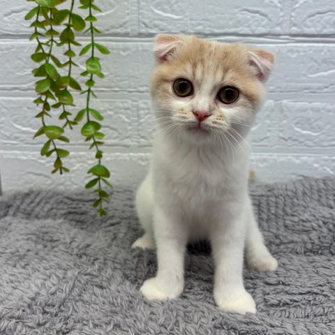スコティッシュ・フォールド