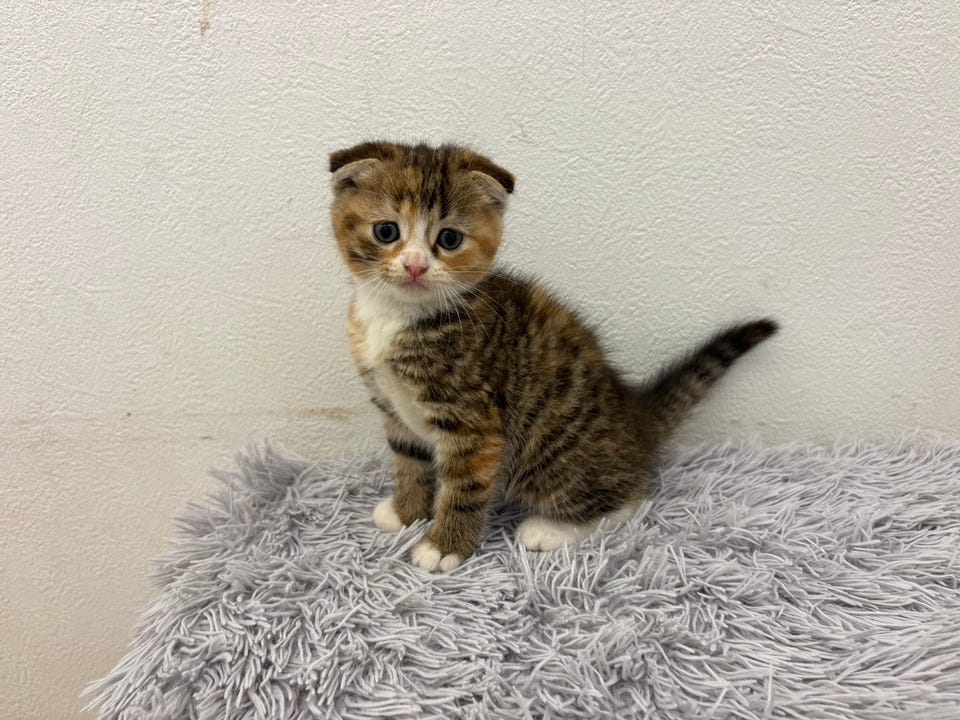 スコティッシュ・フォールド