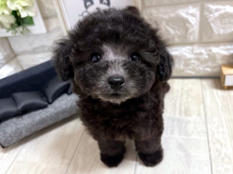 トイ・プードル