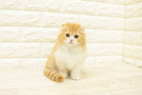 スコティッシュ・フォールド