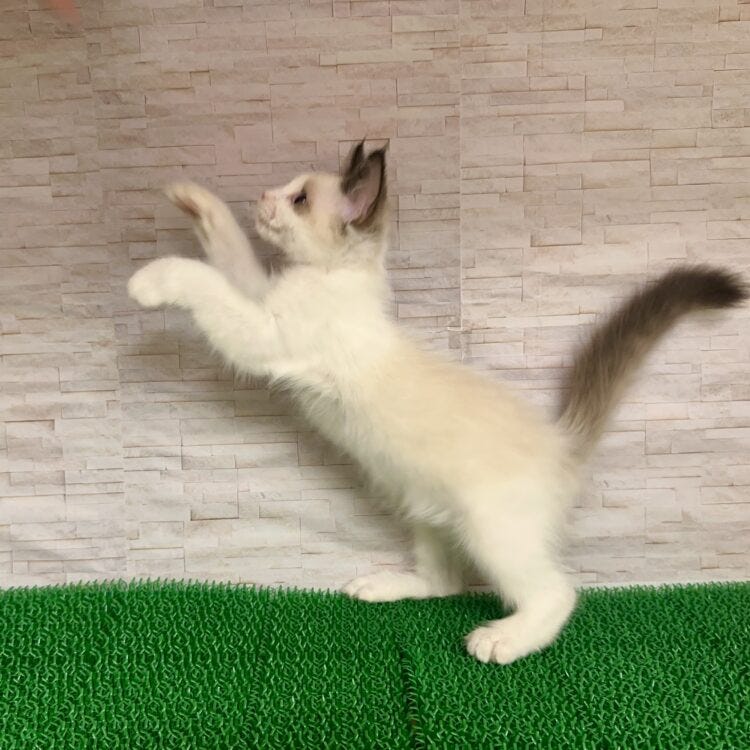 ラグドール