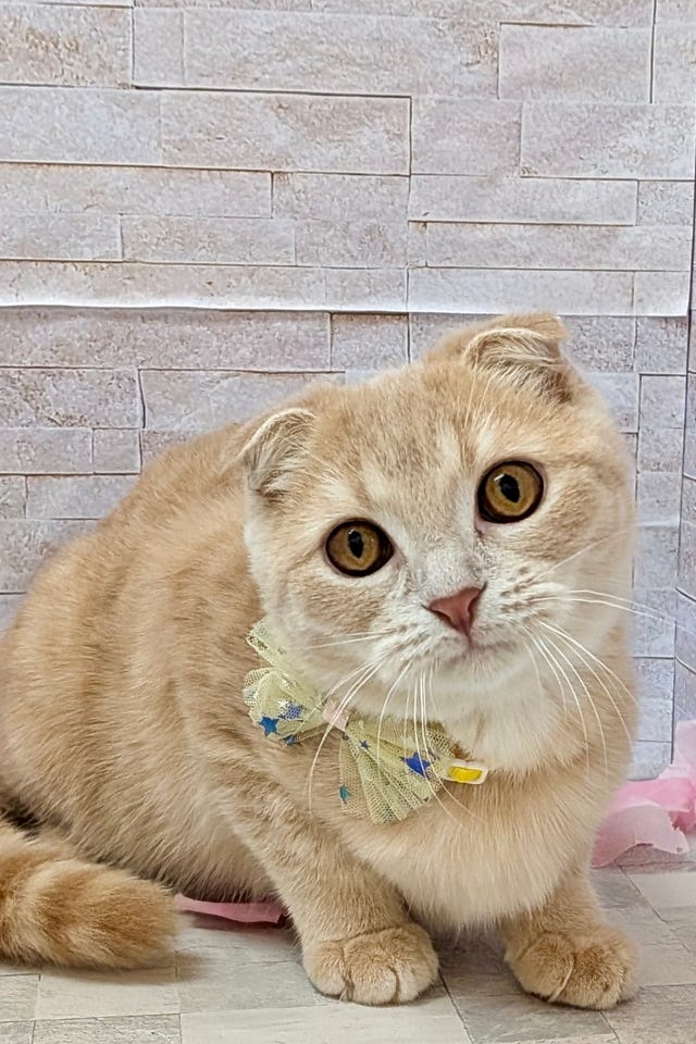 スコティッシュ・フォールド
