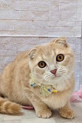 スコティッシュ・フォールド