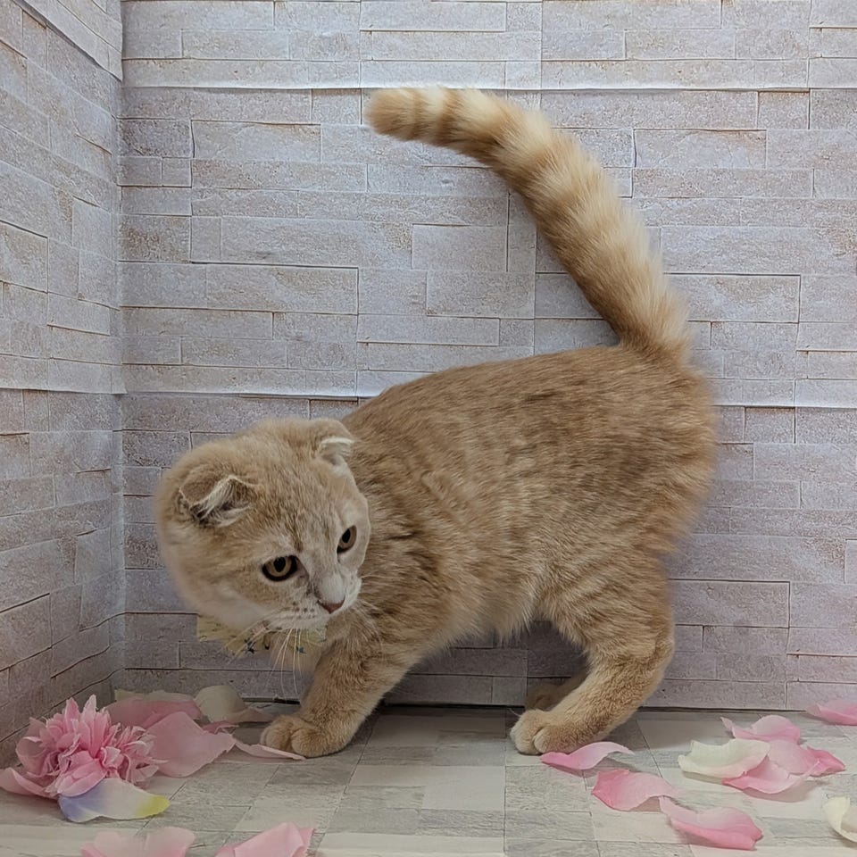 スコティッシュ・フォールド