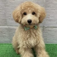 トイ・プードル