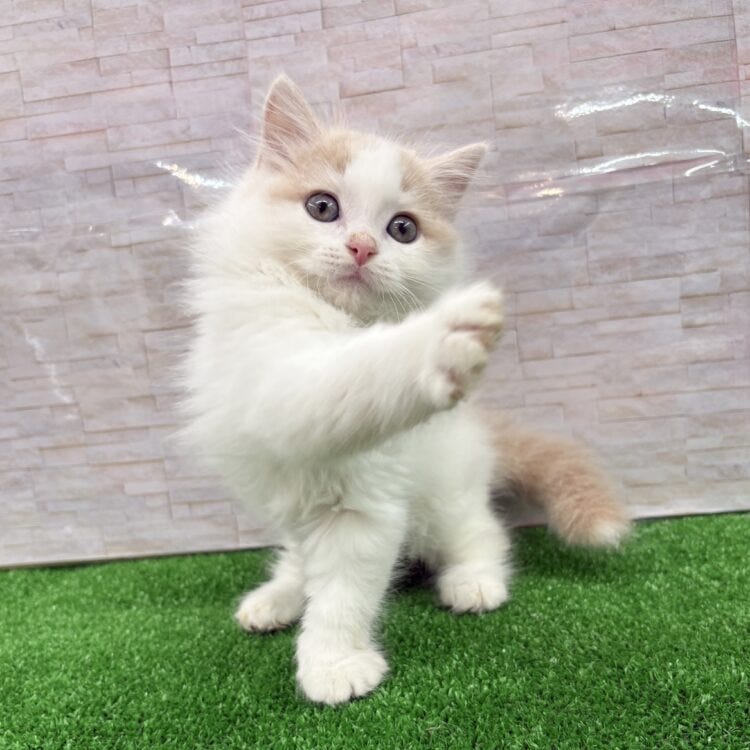 スコティッシュ・フォールド
