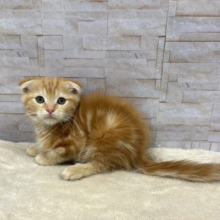 スコティッシュ・フォールド