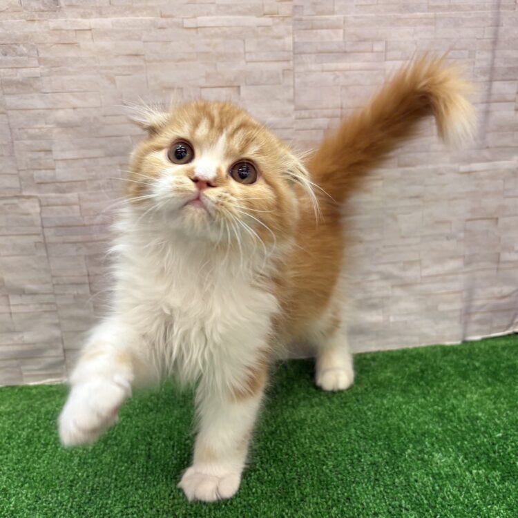 スコティッシュ・フォールド
