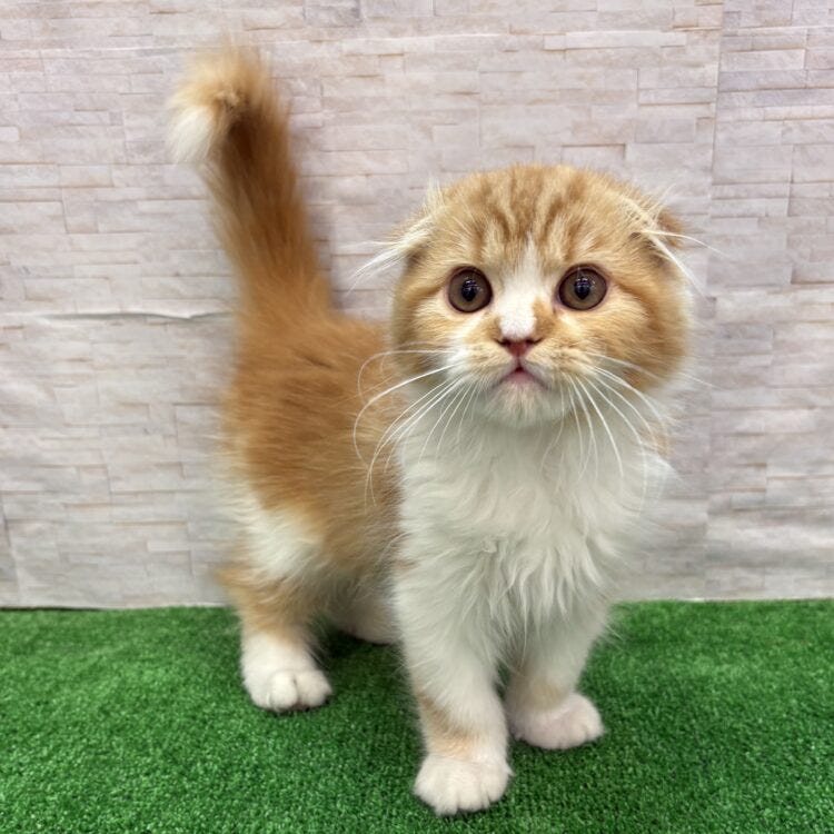 スコティッシュ・フォールド