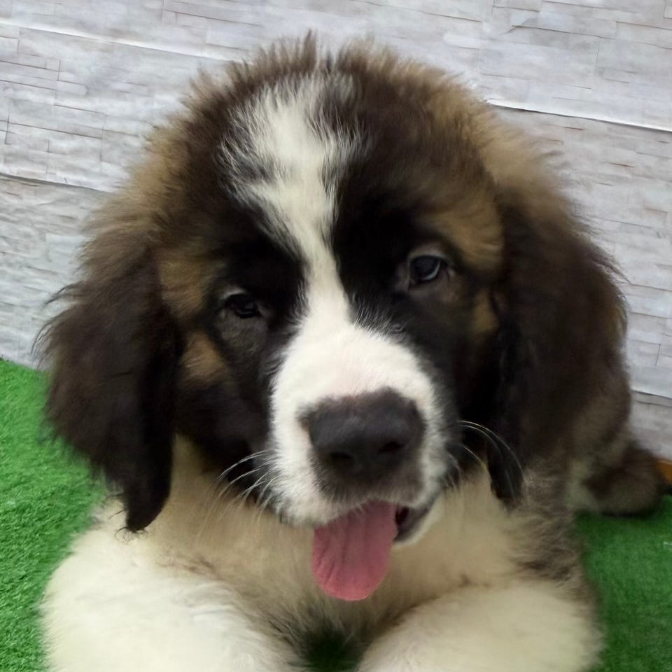 Ｍｉｘ犬