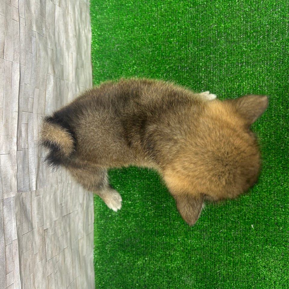 豆柴