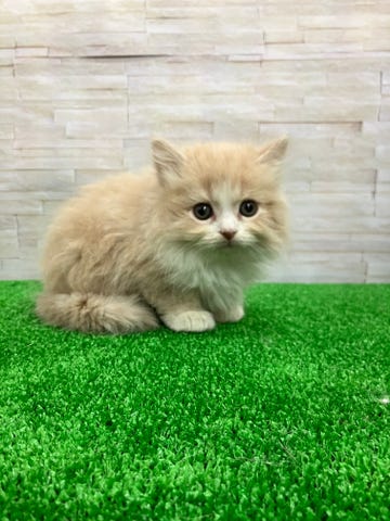 スコティッシュ・フォールド