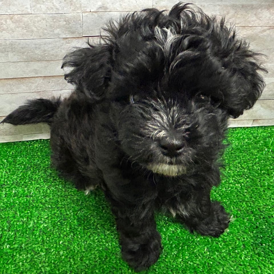 Ｍｉｘ犬