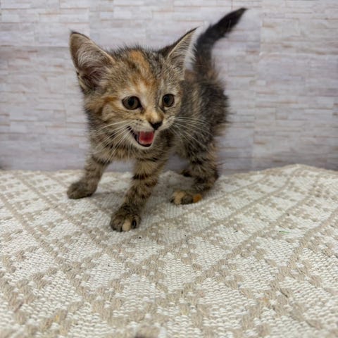 スコティッシュ・フォールド