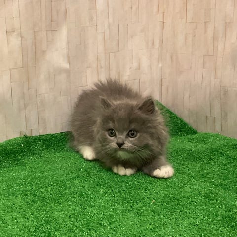 スコティッシュ・フォールド