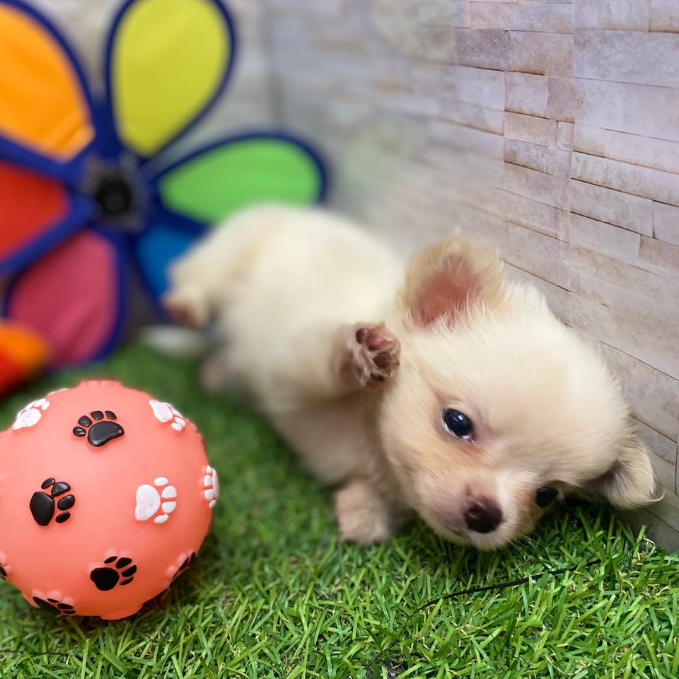 Ｍｉｘ犬