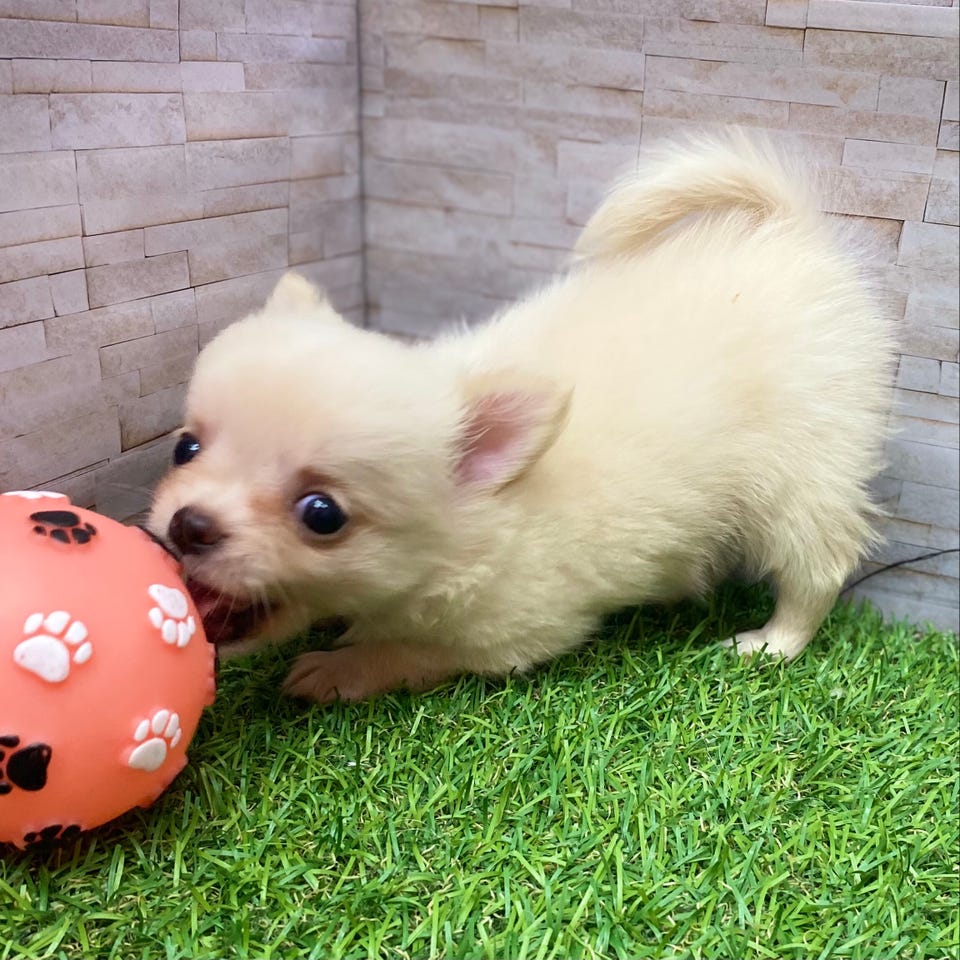 Ｍｉｘ犬